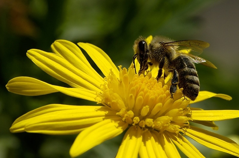 Honigbiene auf Blüte-800